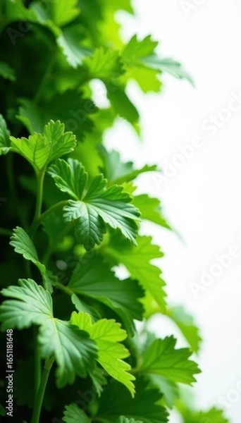 Fototapeta Green rapini cascade, sharp focus, pristine white backdrop , falling, closeup