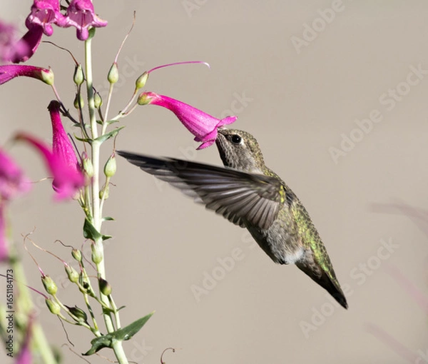 Obraz hummingbird with flower
