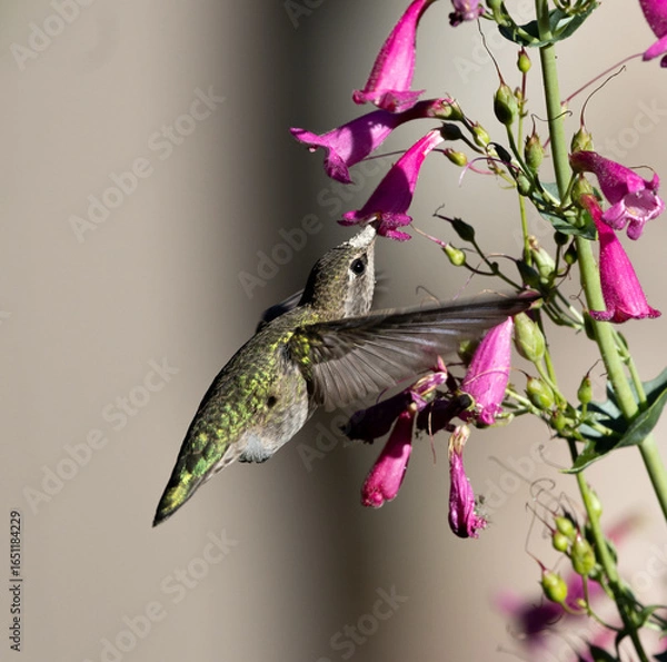 Obraz hummingbird with flower