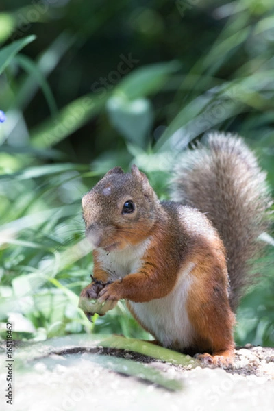 Obraz Sciurus lis (Japanese Squirrel)