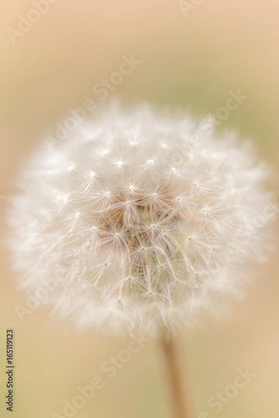 Fototapeta たんぽぽの綿毛