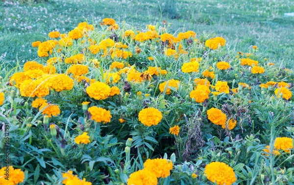 Obraz yellow flowers