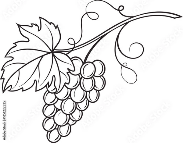 Fototapeta Vector art of grape vine with bunch of grapes isolated on white background, line drawing
