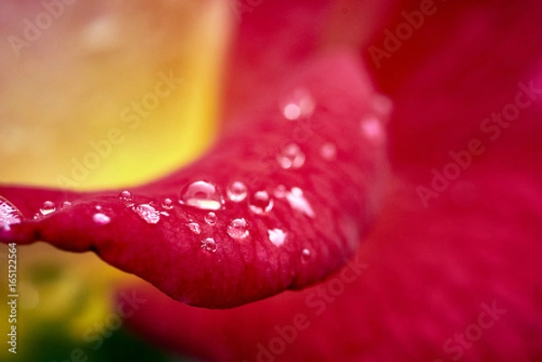 Obraz macro photograph of red rose after a scarce rain in Southern California