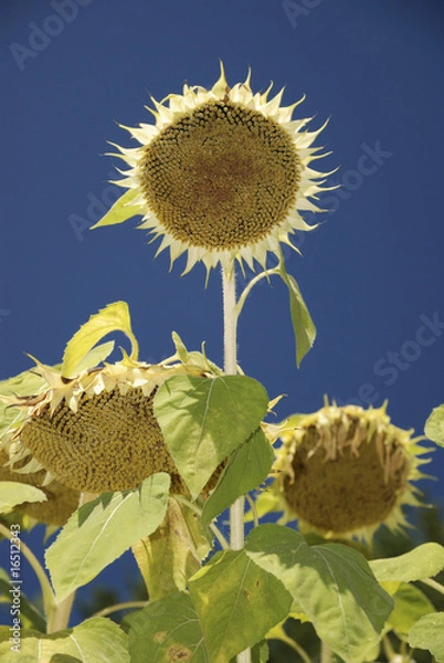 Fototapeta Girasole