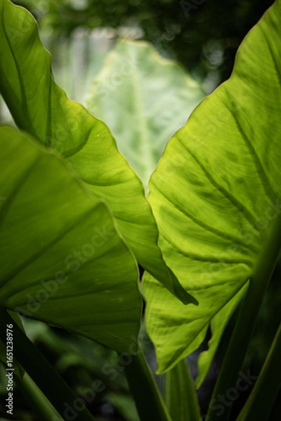 Obraz Les feuilles vertes