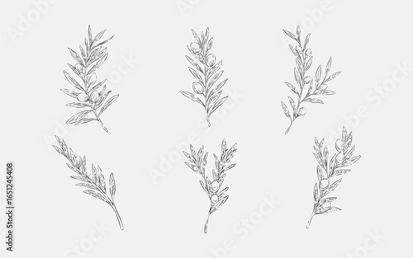 Obraz Hand Drawn Olive Collection Vintage Botanical Illustration Set