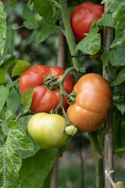 Obraz Les tomates du jardin