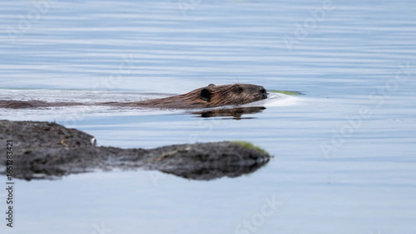 Obraz Beaver running in water