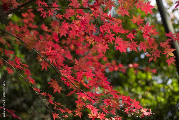 Fototapeta 紅葉