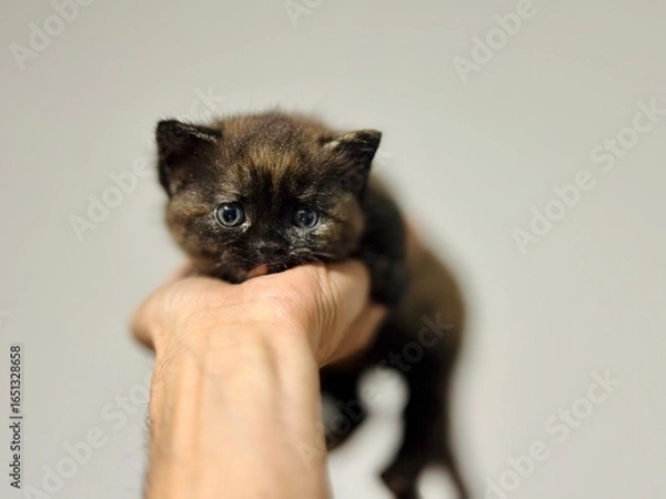 Fototapeta cat and mouse