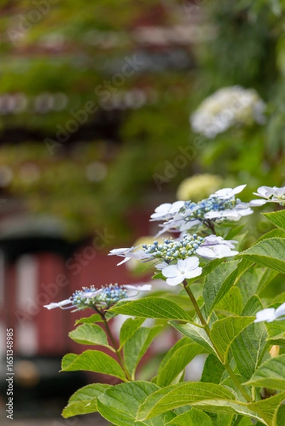 Obraz お寺の紫陽花