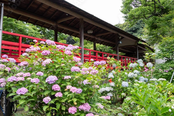 Obraz お寺の紫陽花