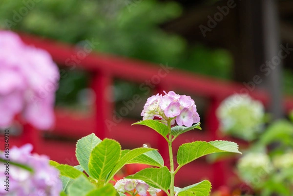 Obraz お寺の紫陽花