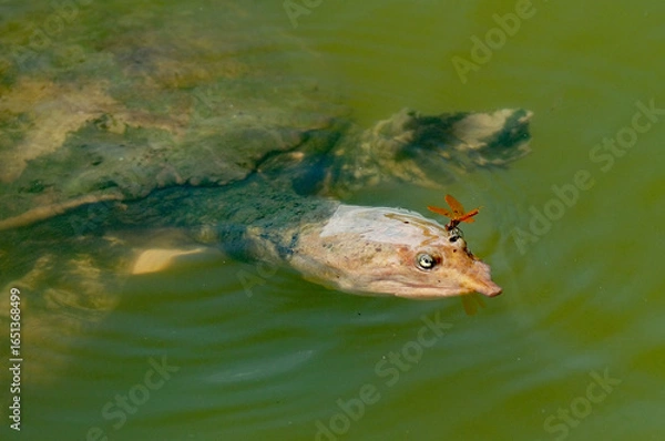 Obraz A softshell turtle coming up for air and a dragonfly lands on its eye socket