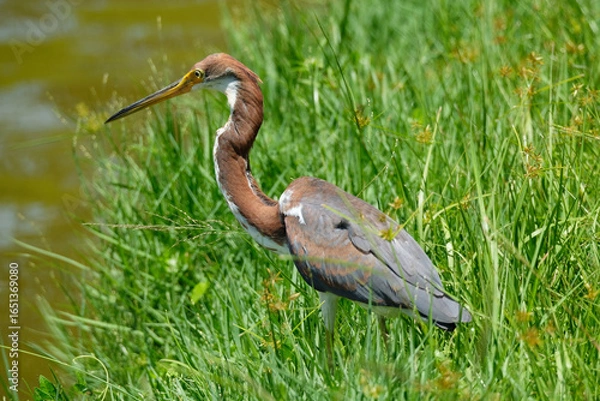 Obraz Tri colored heron in the grass
