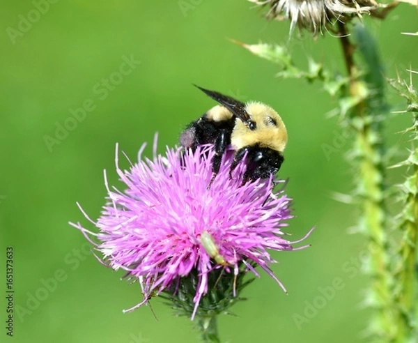 Fototapeta Bumblebee on a thistle flower