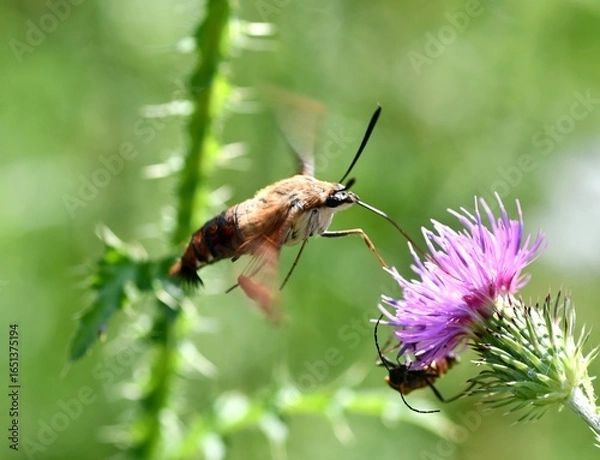 Fototapeta Hummingbird clearwing moth in flight 