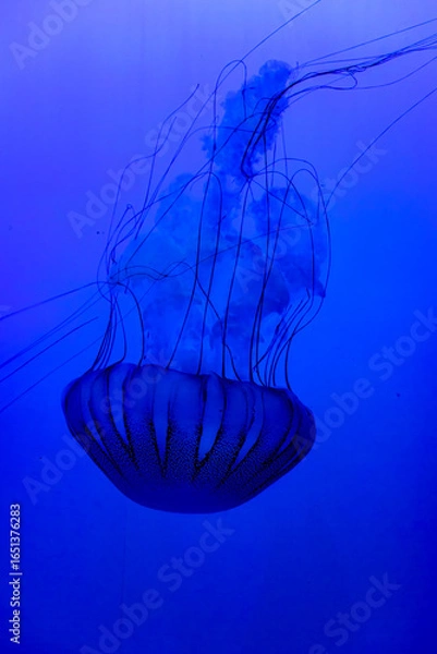 Fototapeta Luminous Jellyfish with Flowing Tentacles in Tranquil Blue Sea