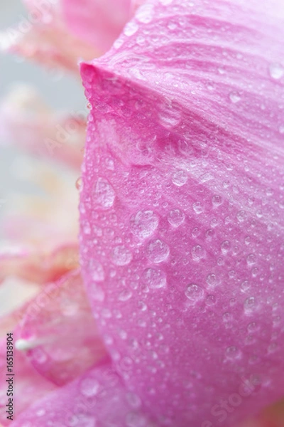 Obraz Pink lotus petals There is a drop of water on the petals,Selective focus,free space