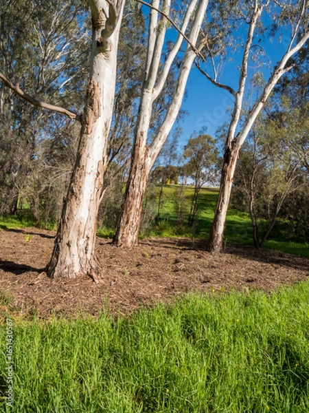 Fototapeta vibrant photos of Playford's landscape transformation. Showcase grant-funded revegetation, mass plantings, and biodiversity at Craigmore Park. Capture spring meadows, young forests