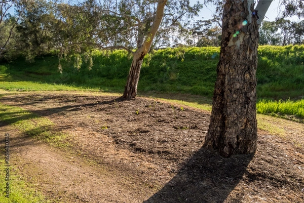 Obraz vibrant photos of Playford's landscape transformation. Showcase grant-funded revegetation, mass plantings, and biodiversity at Craigmore Park. Capture spring meadows, young forests