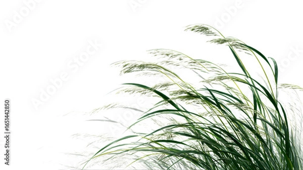 Fototapeta Delicate green grass blades sway gently in a soft breeze against a clean white background.