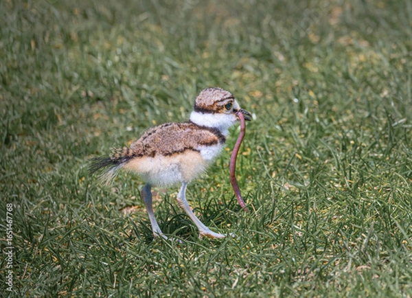 Fototapeta Killdeer bird chick explores its new home outside the egg an catches a worm.