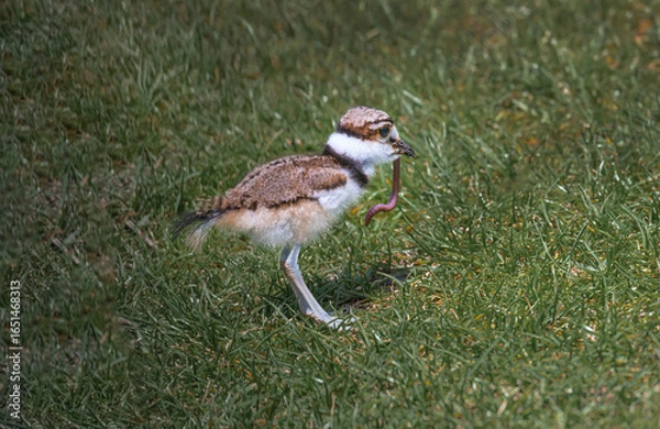 Fototapeta Killdeer bird chick explores its new home outside the egg an catches a worm.