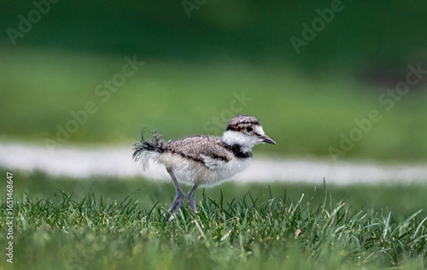 Fototapeta Killdeer bird chick explores its new home outside the egg an catches a worm.
