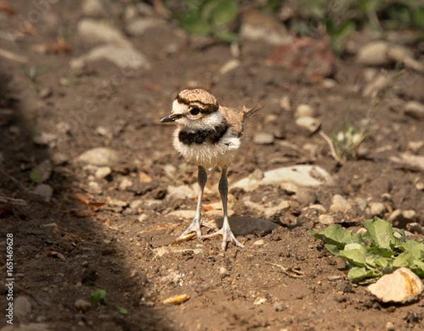 Fototapeta Killdeer bird chick explores its new home outside the egg an catches a worm.