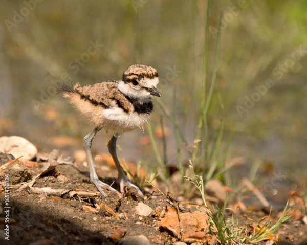 Fototapeta Killdeer bird chick explores its new home outside the egg an catches a worm.