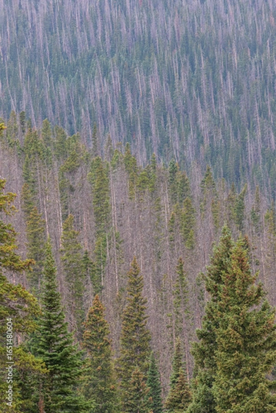 Obraz forest in the mountains