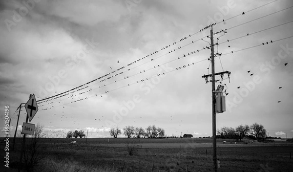 Fototapeta Birds on a wire