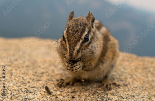 Fototapeta Chipmunk