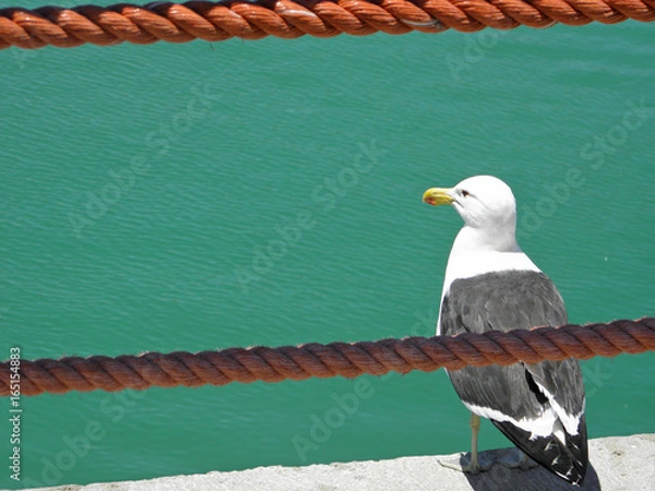 Obraz Gaivota Seagull