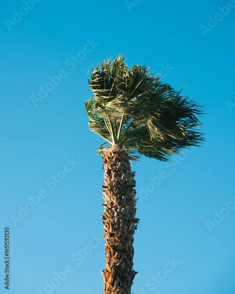 Fototapeta palm tree in the wind