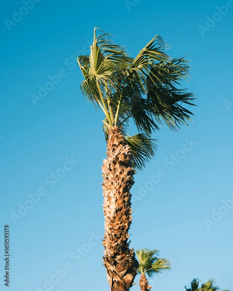 Fototapeta palm tree in the wind