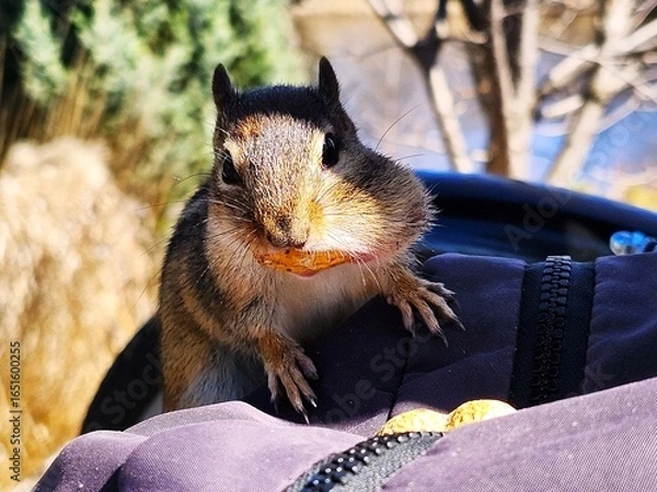 Fototapeta chipmunk  eating nuts
