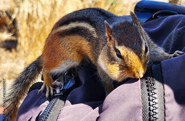 Obraz chipmunk in thr park