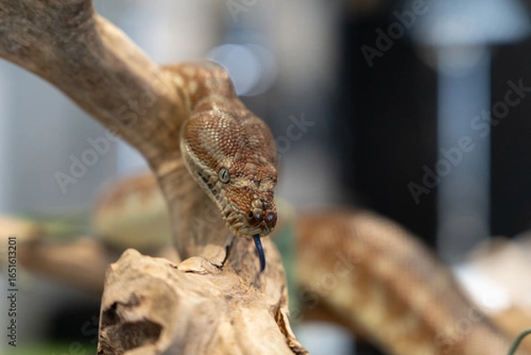 Obraz Children’s python snake close up scales pattern  eyes reptile wildlife detail