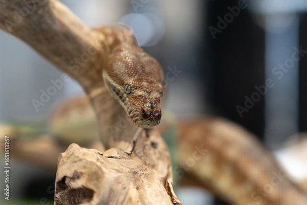 Obraz Children’s python snake close up scales pattern  eyes reptile wildlife detail