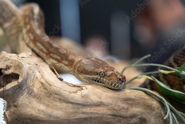 Obraz Children’s python snake close up scales pattern  eyes reptile wildlife detail