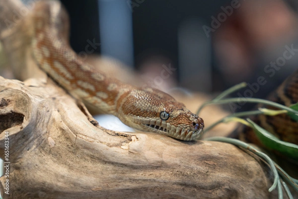 Obraz Children’s python snake close up scales pattern  eyes reptile wildlife detail