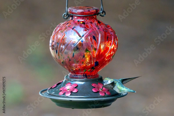 Obraz A bird visits a red feeder in summer.