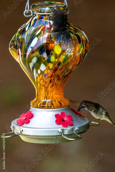 Obraz Hummingbird at an orange-colored feeder.