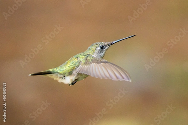 Obraz hummingbird in flight