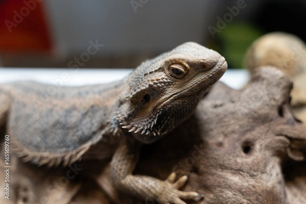 Obraz Bearded dragon resting on log spiky scales textured skin alert eyes reptile