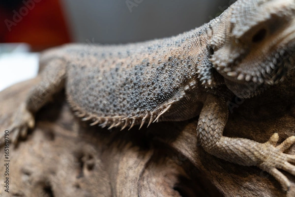 Obraz Bearded dragon resting on log spiky scales textured skin alert eyes reptile