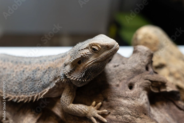 Obraz Bearded dragon resting on log spiky scales textured skin alert eyes reptile